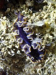 Pseudobiceros hancockanus