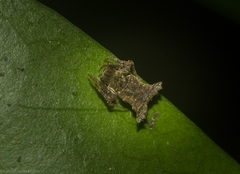 Arkys dilatatus
