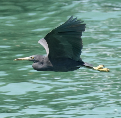 Common Pacific Reef Heron