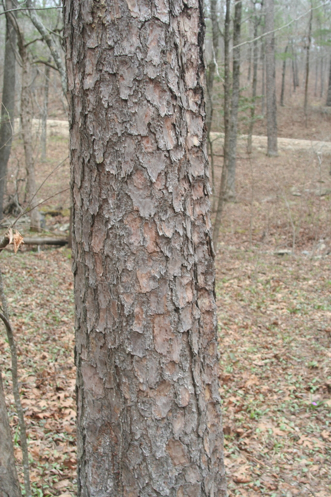 shortleaf pine from Montgomery County, AR, USA on March 15, 2026 at 03: ...