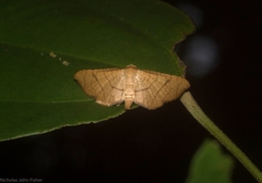 Hypolamprus ypsilon