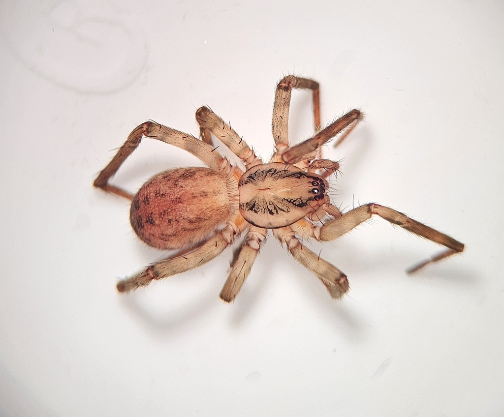 Agroeca pratensis