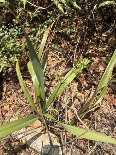 Dianella ensifolia