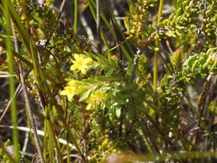 Gnidia juniperifolia