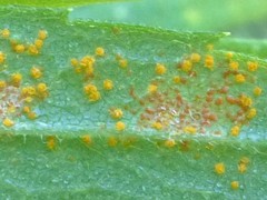 Coleosporium montanum