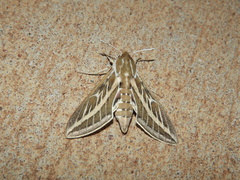 Hyles livornicoides