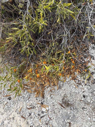 Pittosporum phillyreoides observed 2026-03-20
