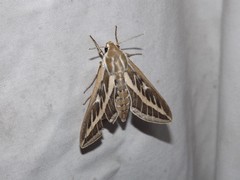 Hyles livornicoides