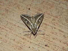 Hyles livornicoides