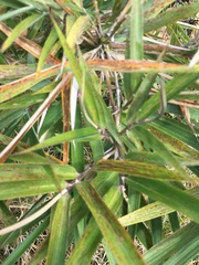 Chusquea subtessellata