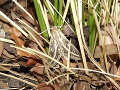 Hyles livornicoides