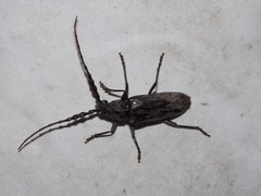 Pachydissus boops