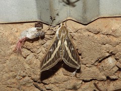 Hyles livornicoides