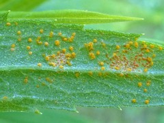 Coleosporium montanum