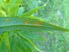 Coleosporium montanum