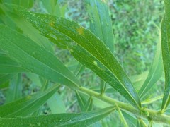 Coleosporium montanum