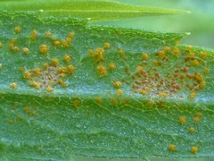 Coleosporium montanum