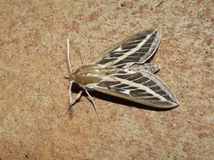 Hyles livornicoides