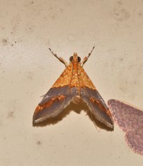 Tetracona amathealis