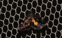 Heliothela ophideresana