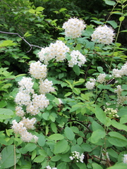 Spiraea flexuosa