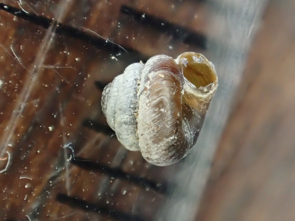 Pyramidula