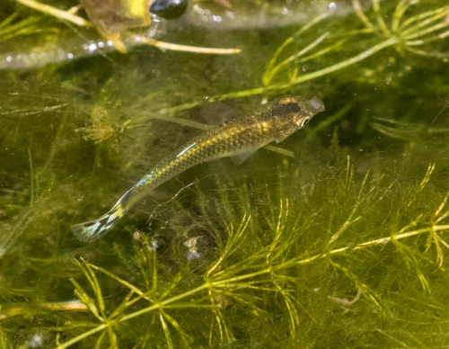 Poecilia reticulata