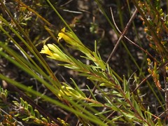 Gnidia juniperifolia