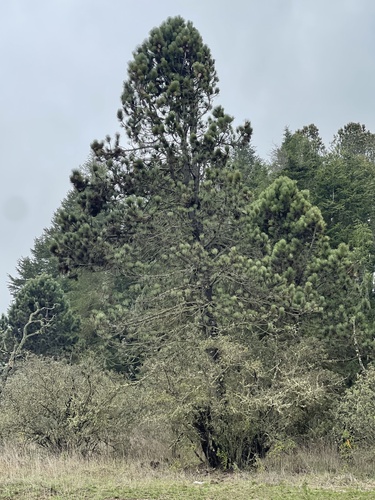 Pinus coulteri, 2026-03-19