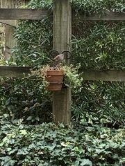 Prunella modularis occidentalis