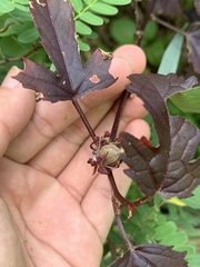 Hibiscus acetosella