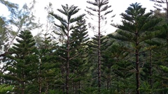 Chlorodrepanis flava