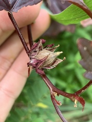 Hibiscus acetosella