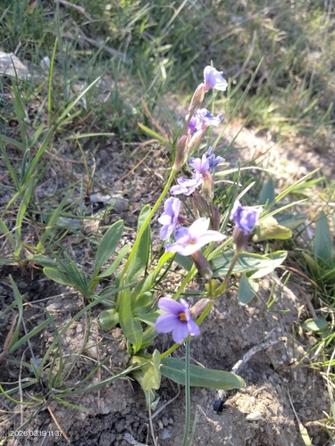 Primula cusickiana