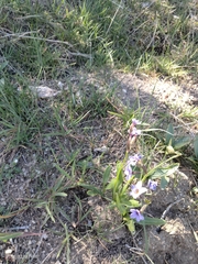Primula cusickiana, photograph (c) Carolyn Koehn, some rights reserved (CC BY)