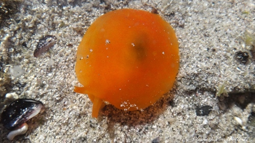 Engel's Gumdrop