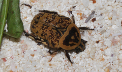 Euryomia argentea