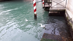 Larus michahellis michahellis