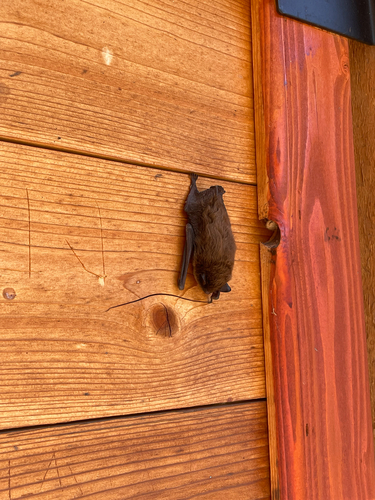 Little Brown Bat observed by madelyn__98