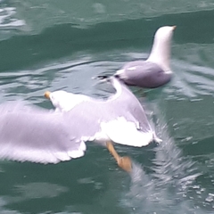 Larus michahellis michahellis