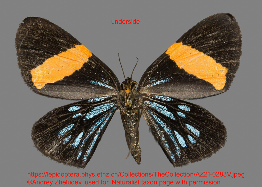 Hagnagora buckleyi