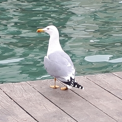 Larus michahellis michahellis