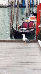 Larus michahellis michahellis