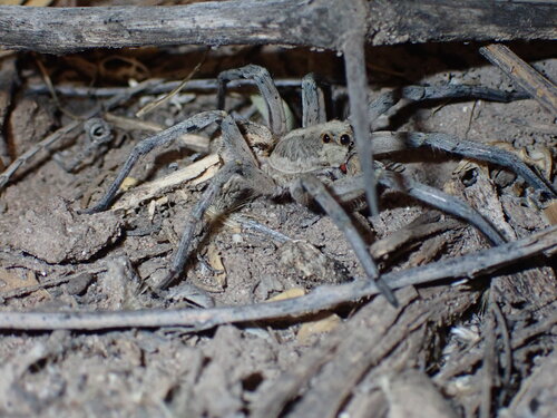 Carolina wolf spider