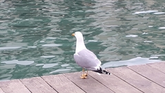 Larus michahellis michahellis