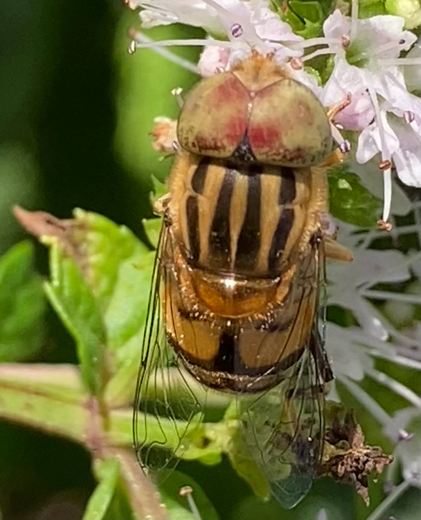 Native Drone Fly from Clandeboye Rd, Baranduda, VIC, AU on March 20 ...
