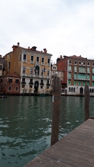 Chroicocephalus ridibundus