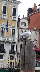 Chroicocephalus ridibundus