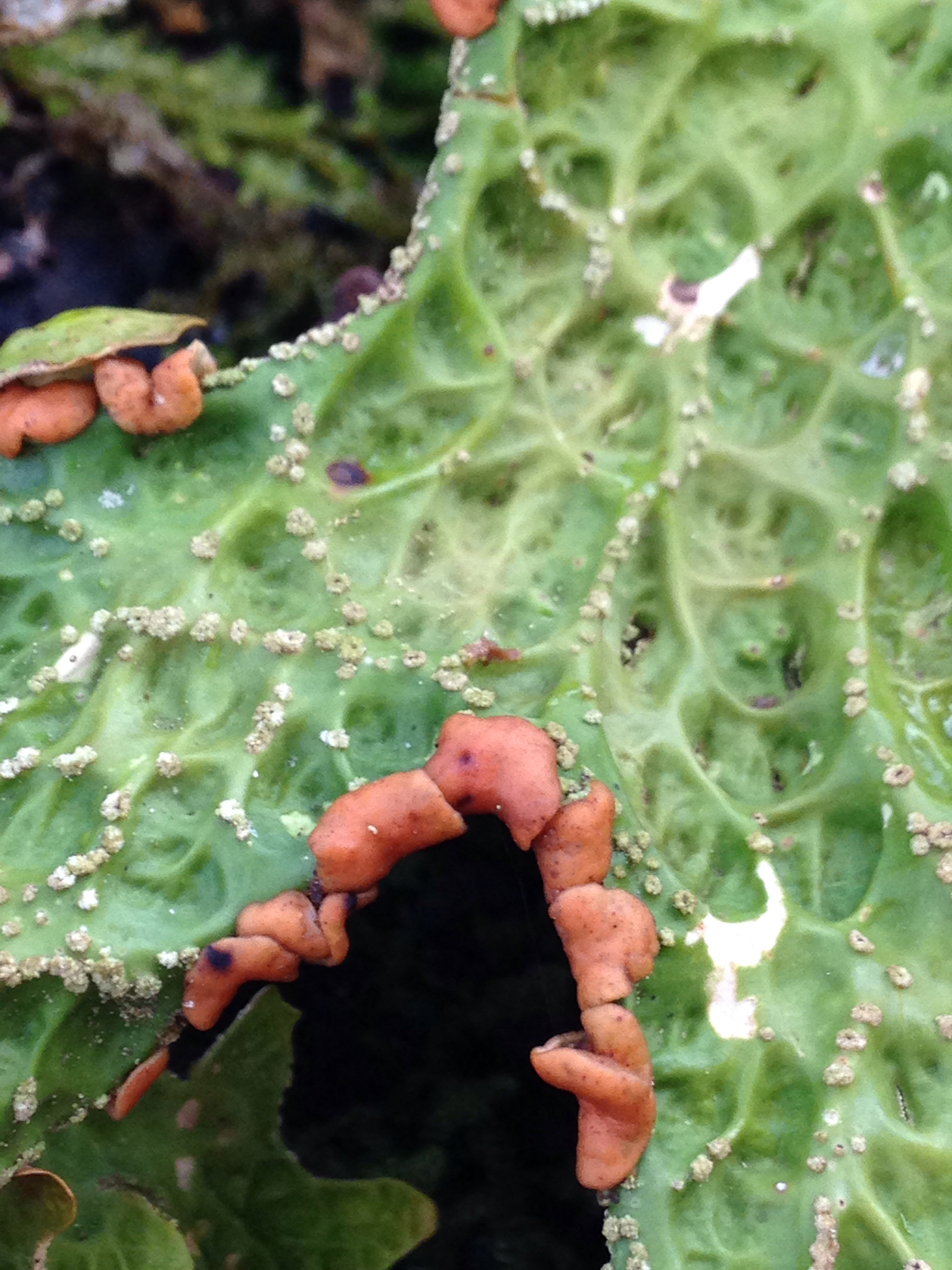 Lobariaceae image