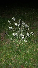 Capsella grandiflora